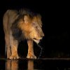 Male_lion_water_droplets