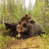 Bjrn_binne_med_unge_p_ryggen62A6187