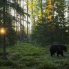Soloppgang_i_bjrneskogen