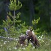 bjrn_unger_face_baard_nett_DSC5083