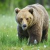 han_bjrn_face_baard_nett_DSC5171