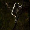 Lemur_klatring_motlys