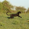 LWC_Mugambi_11