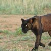 LWC_Mugambi_14