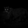 LWC_WillB_Black_leopard