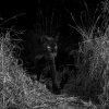 LWC_Will_Burrard_Lucas