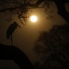 Jabiru_i_mneskinn