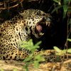 Jaguar_gjesping