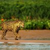 Jaguar_p_strand