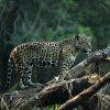 Jaguar_p_tre