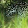 Jaguar_sniker_i_det_grnne