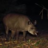Tapir_natt