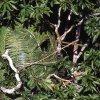 Paradisfuglskjul_2_Aru