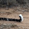 Leopard-hale_Laikipia_B7A9669