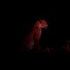 Leopard_Laikipia_B7A3689