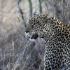 Leopard_Laikipia_B7A9600