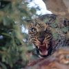 Leopard_i_tre_B7A7628