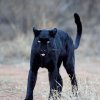 Svart_leopard