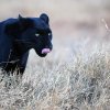 Svart_leopard_B7A1640