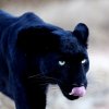 Svart_leopard_B7A1733