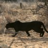Svart_leopard_B7A8441