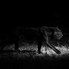 Svart_leopard_i_mrket_B7A3859_svhv
