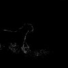 Svart_leopard_nattt_B7A3214_svhv